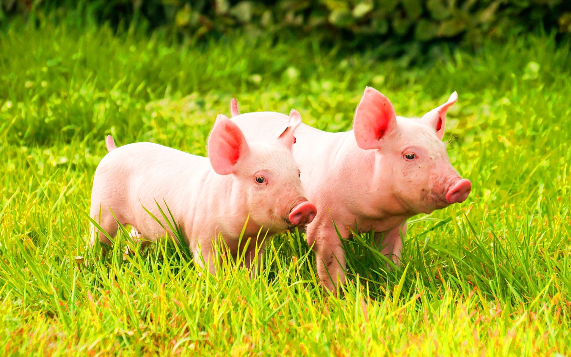 Причины гиповитаминоза у свиней