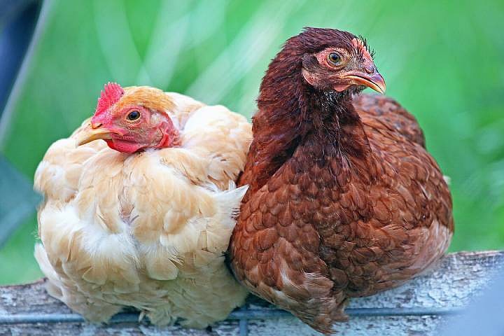 Болезни кур