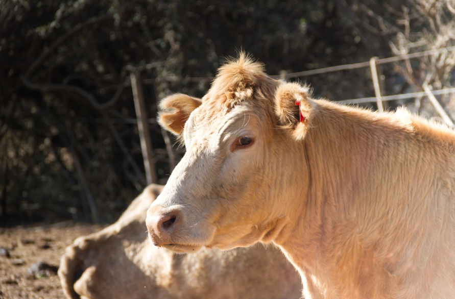 здоровье коров