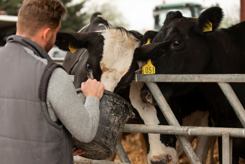 Корм для животных