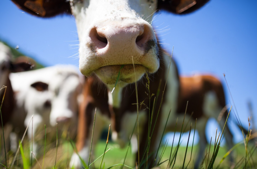 Фермерское хозяйство
