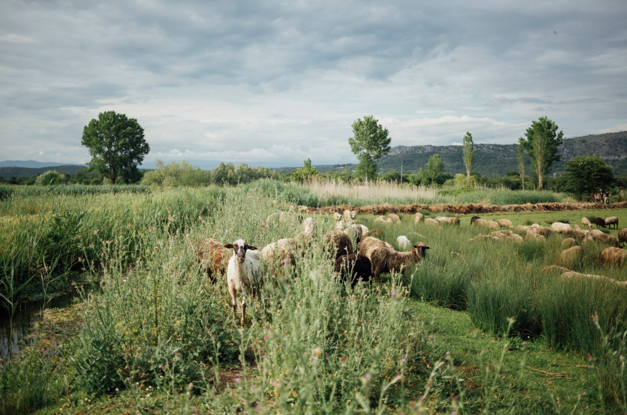 Корм для коров