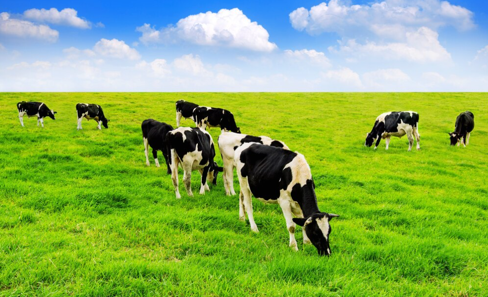 Симптомы колибактериоза