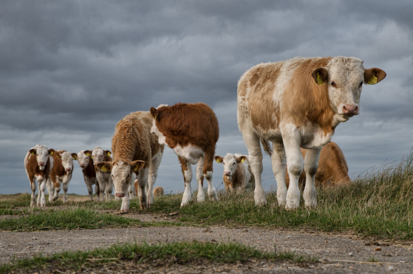пастбище КРС