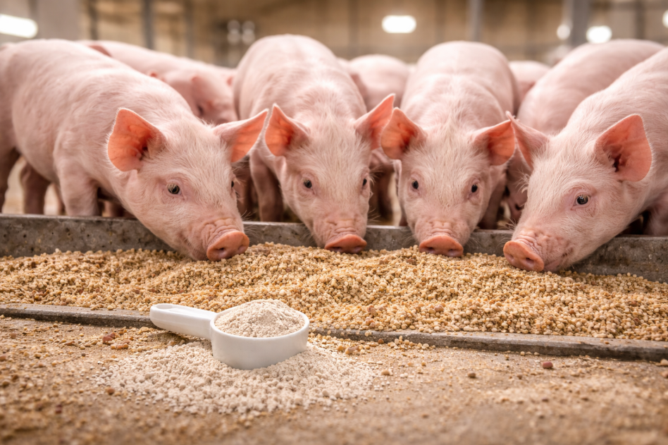 добавки для здоровья жкт