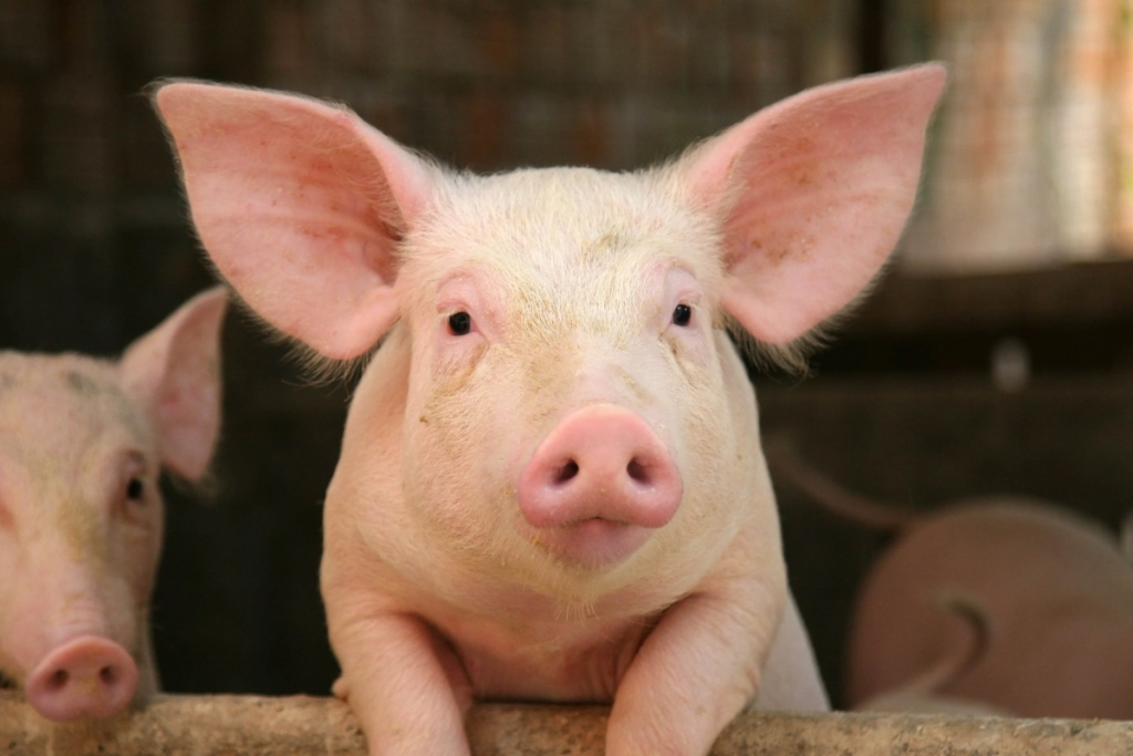 Важность витаминов для свиней
